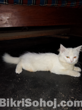 পাসিয়ান বিড়াল